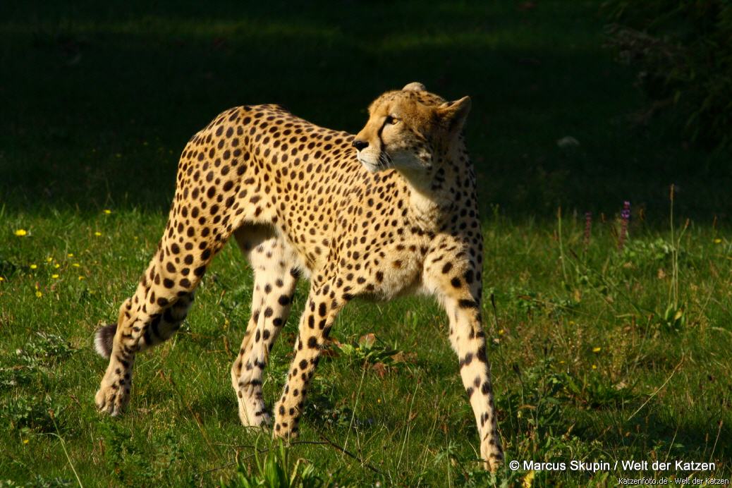 Gepard, stehend