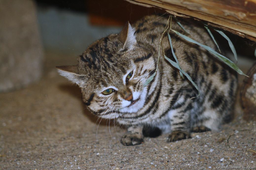Black footed cat