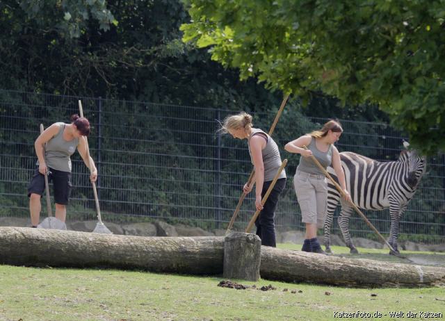 Reinigungsarbeiten mit Zebra