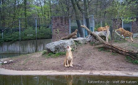 Löwen im Zoo